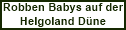 Robben Babys auf der Dne vor Helgoland