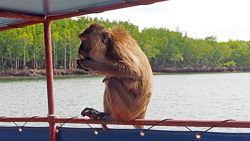 mangroven tour koh lanta