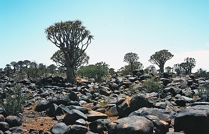 namibia koecherbaumwald bild 01