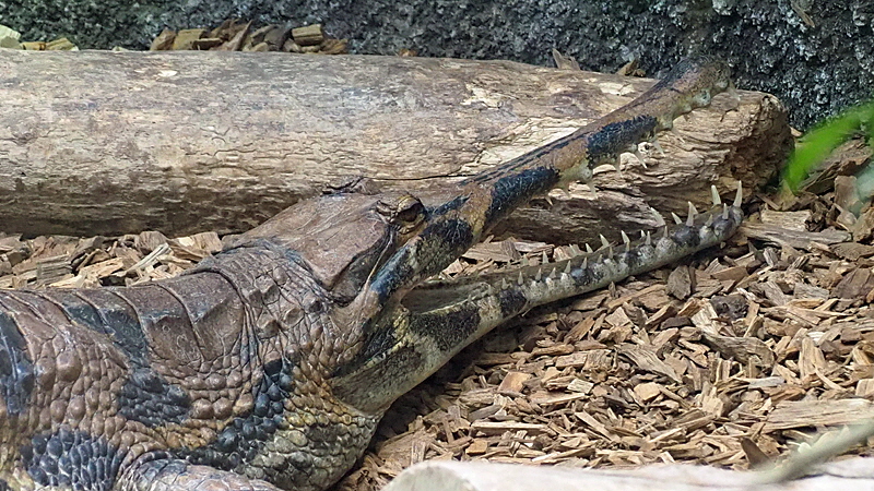 krokodilzoo eskilstrup falster 02