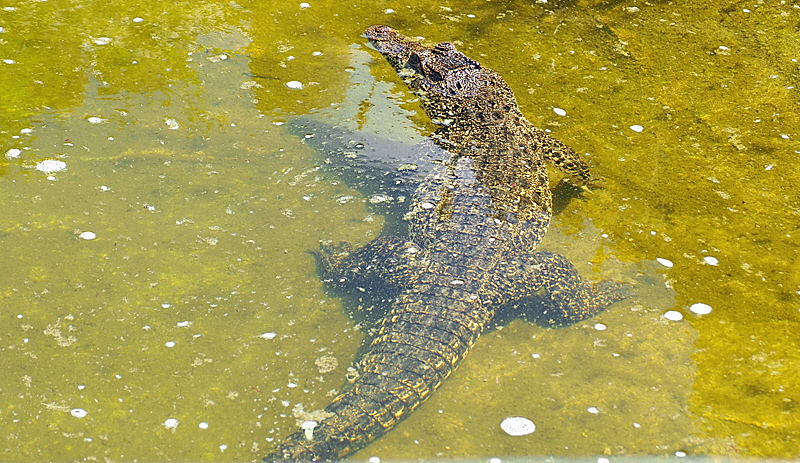 krokodilzoo eskilstrup falster 03