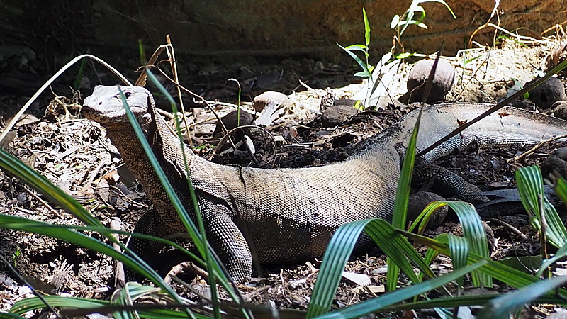 muk koh lanta nationalpark 02