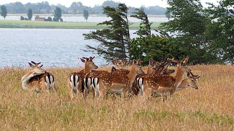 insel enehoej