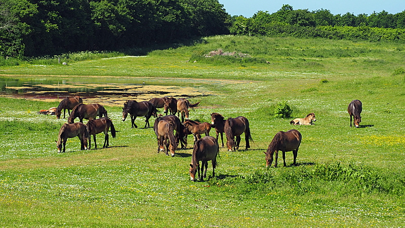 exmoor ponnys